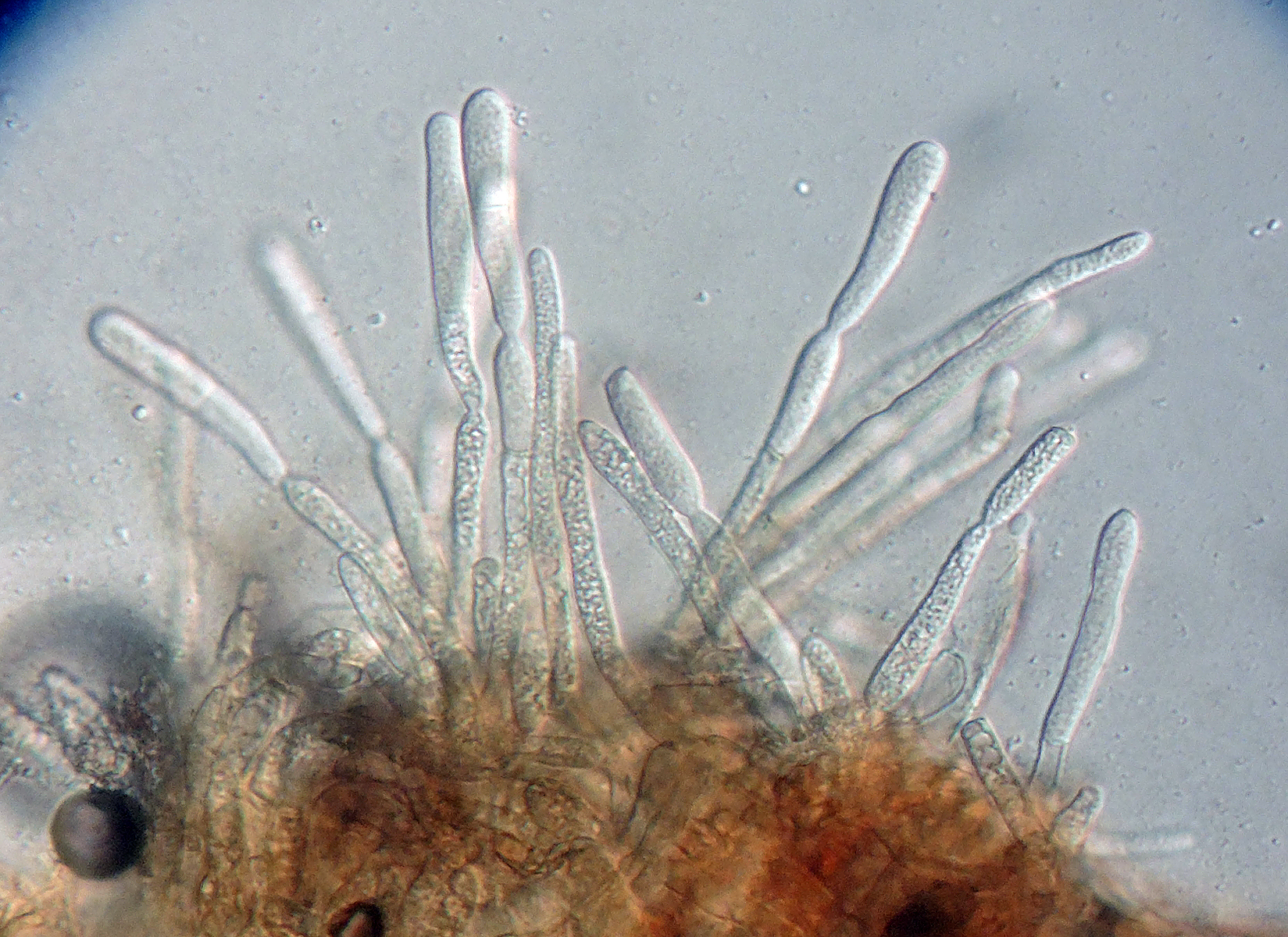 Ramularia geranii