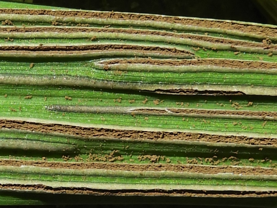 Ustilago filiformis