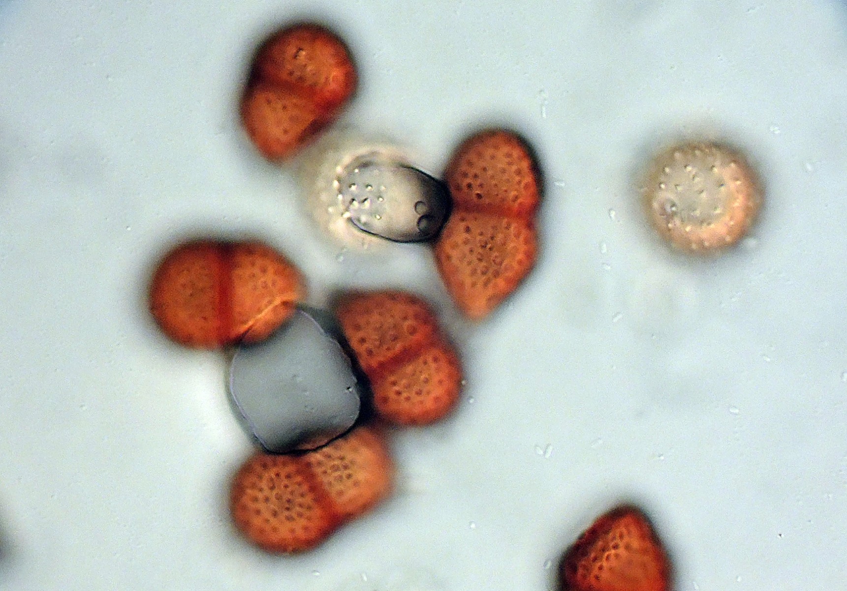 Puccinia chaerophylli