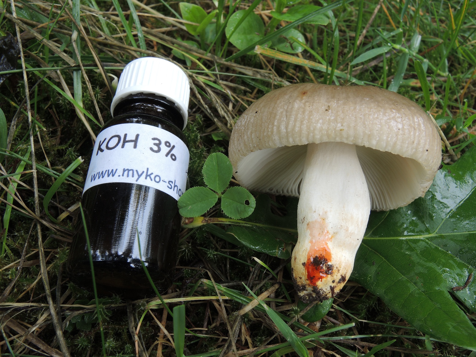 Russula insignis