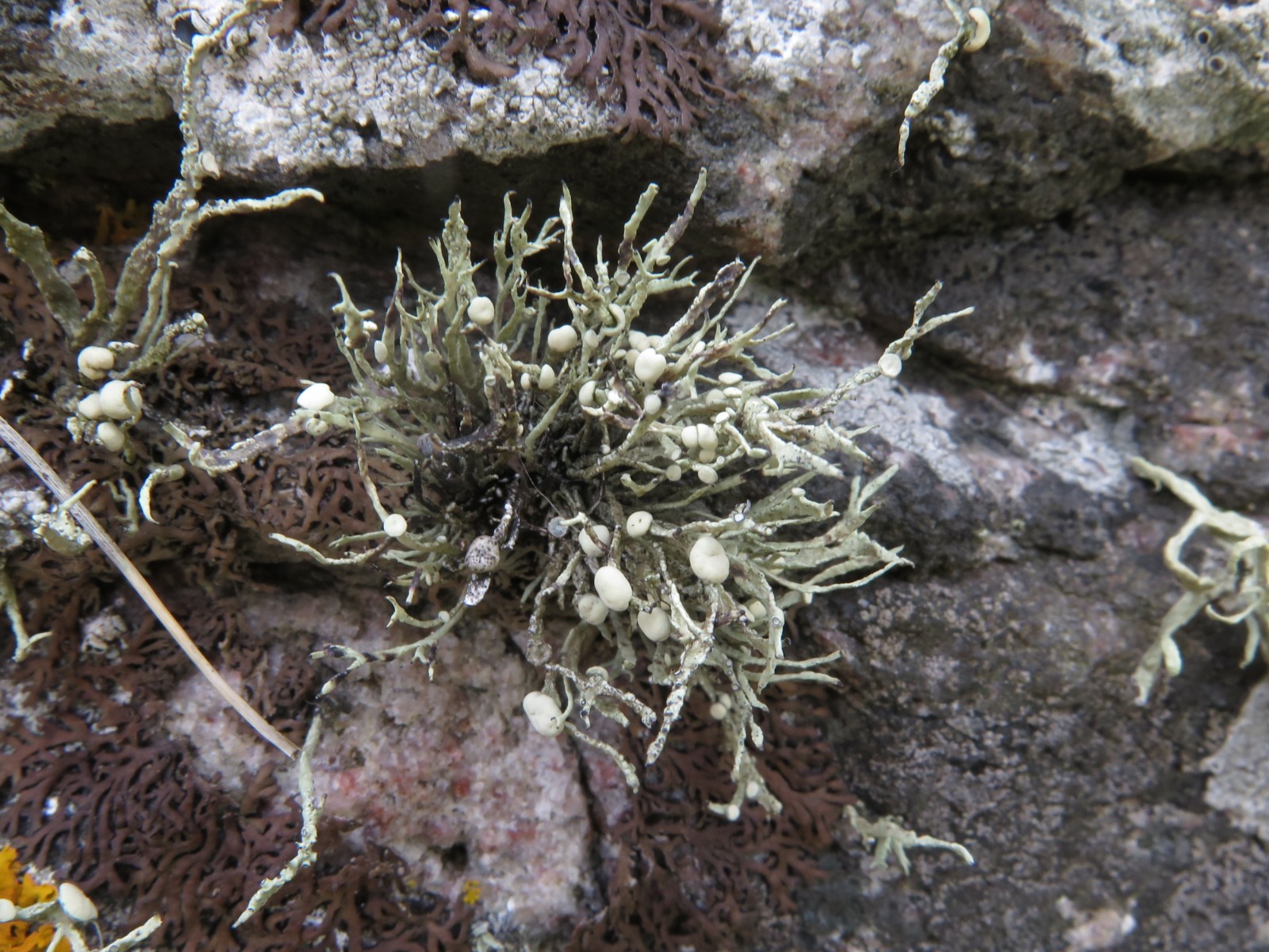 Ramalina cuspidata