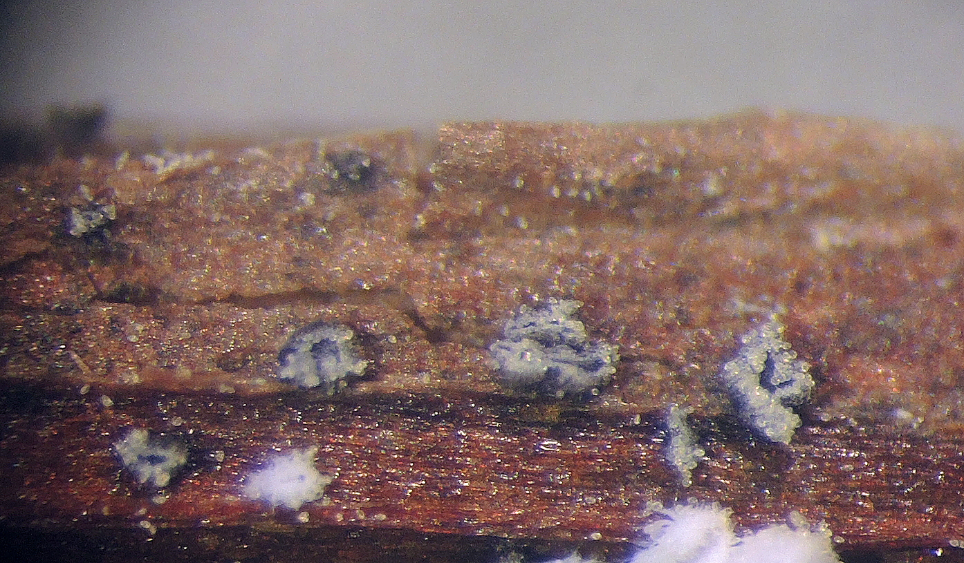 Pyrenopeziza pulveracea