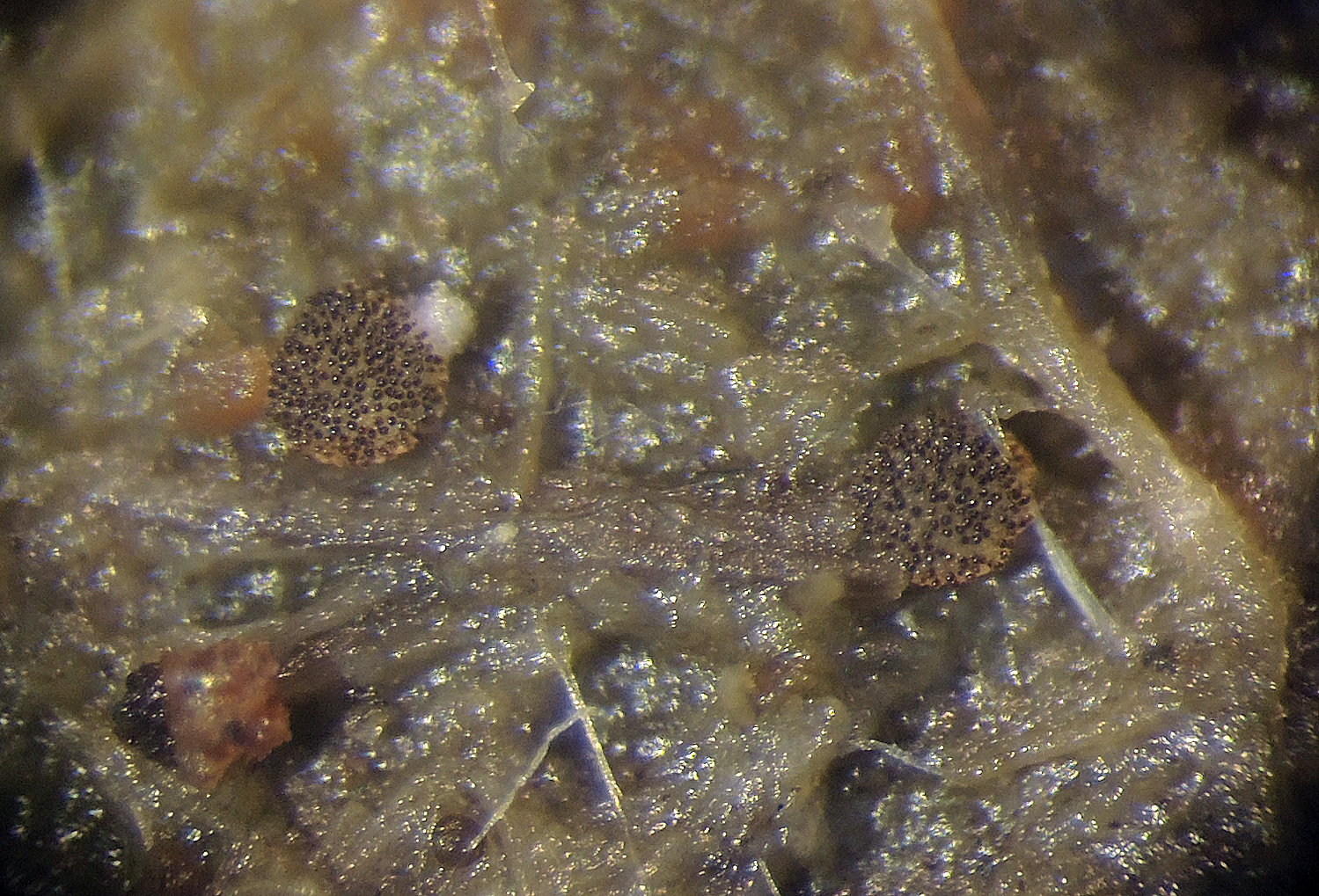 Saccobolus truncatus