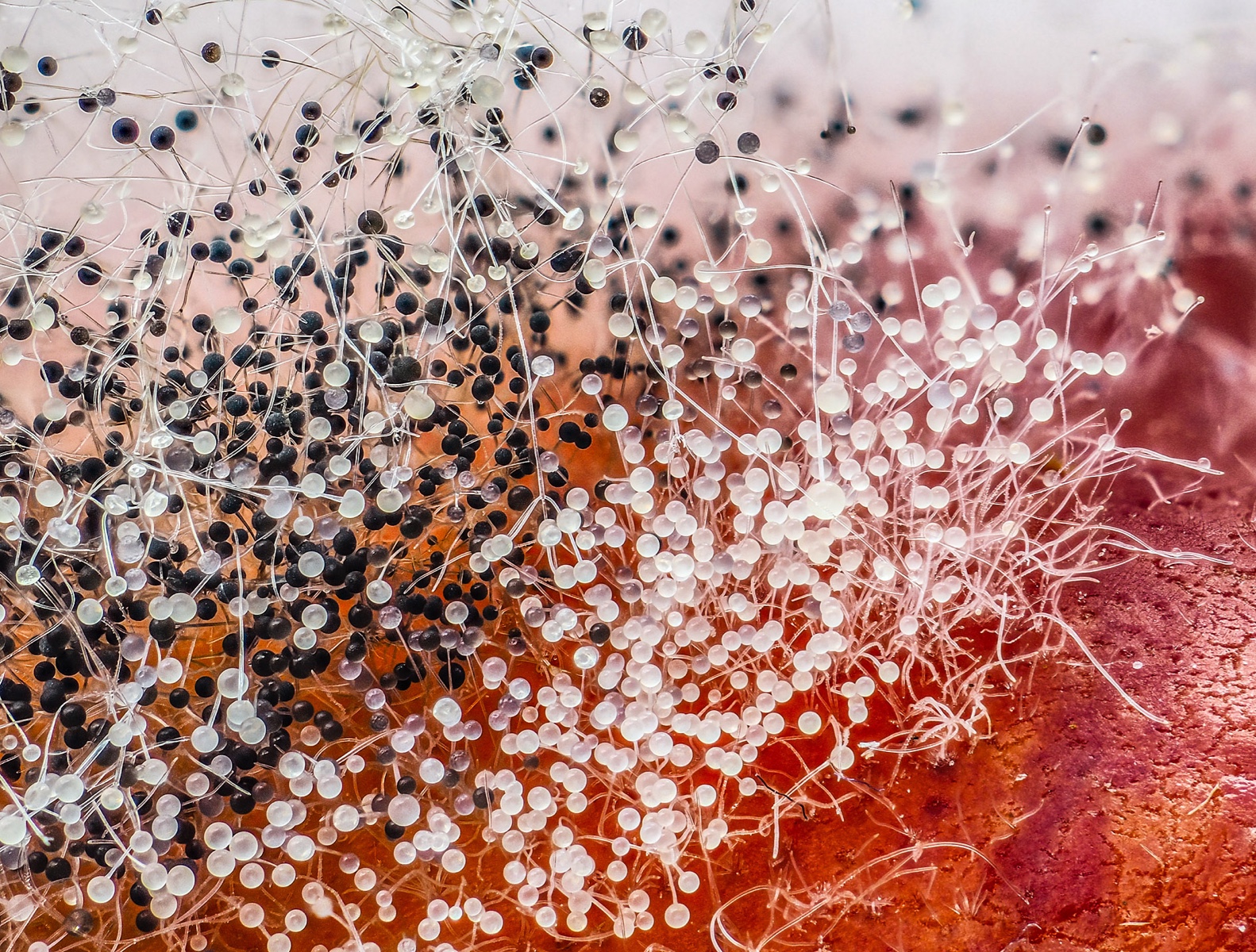 Black Bread Mold (Rhizopus stolonifer)