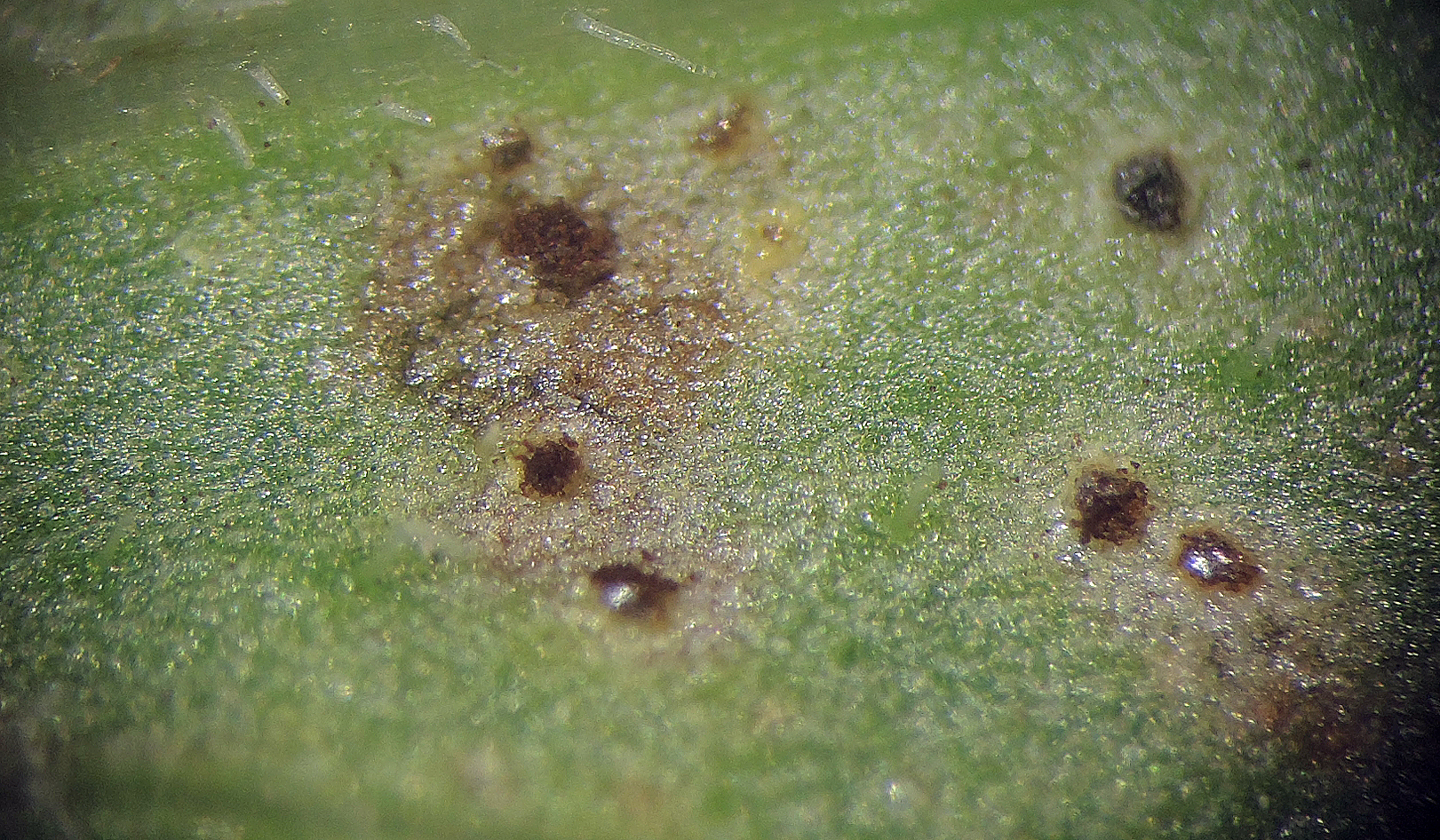 Puccinia calcitrapae