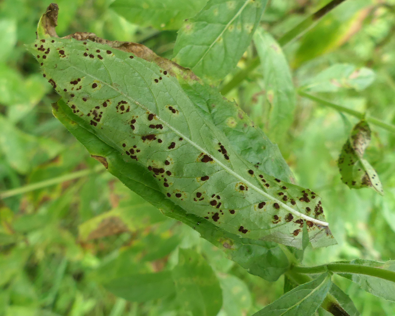 Puccinia epilobii