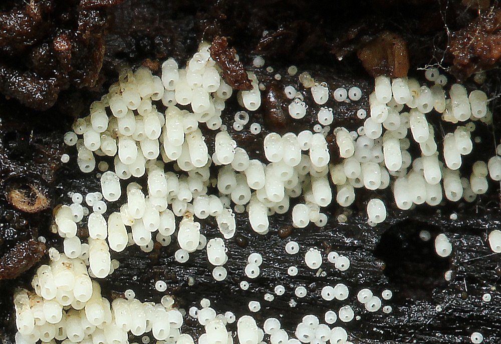 Henningsomyces candidus