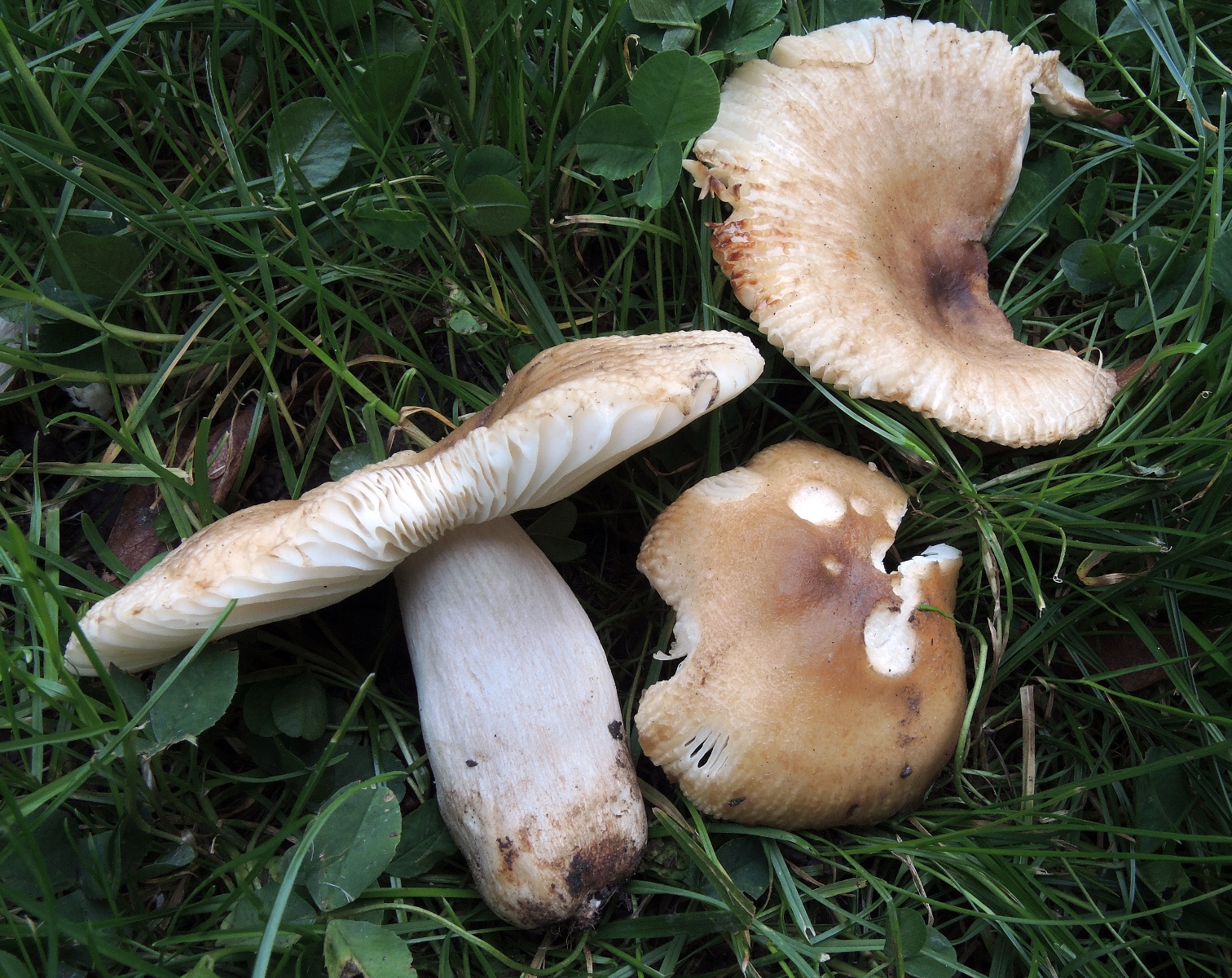 Russula pectinata
