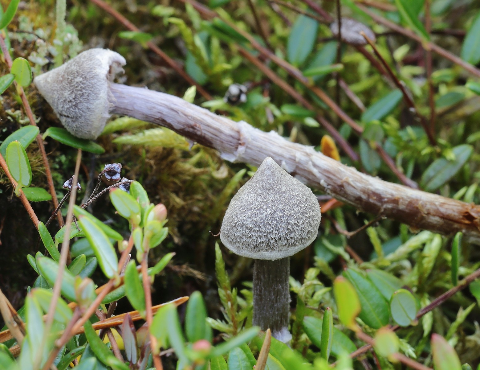 Cortinarius flexipes