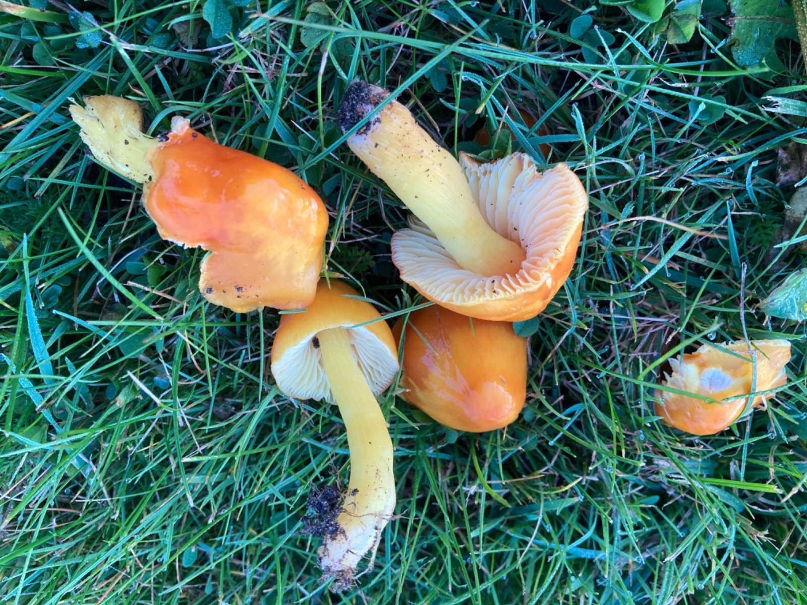 Hygrocybe