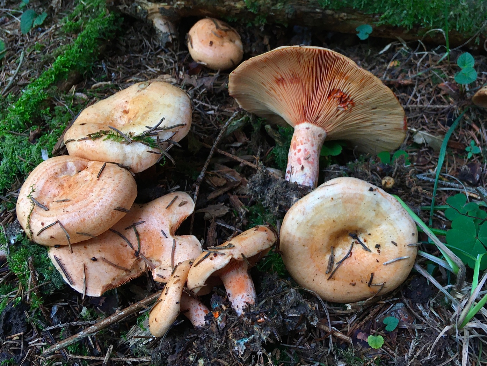 Lactarius salmonicolor