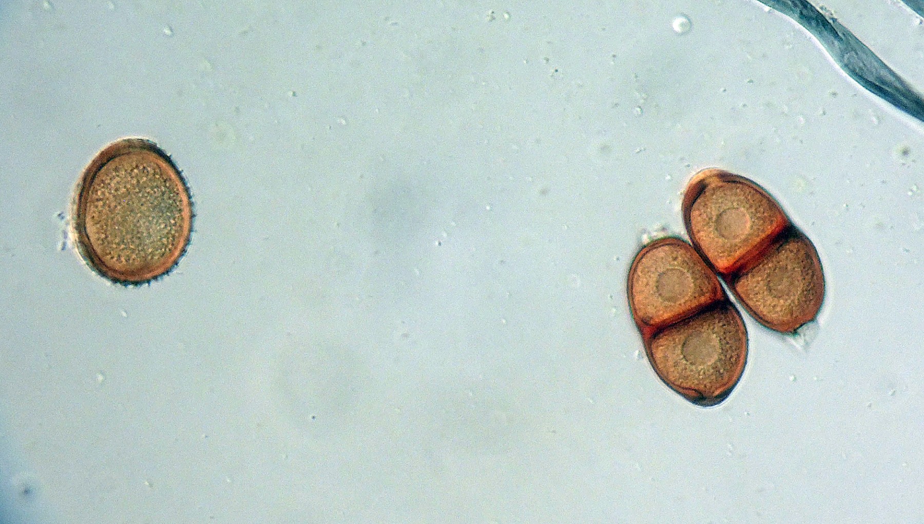 Puccinia cnici