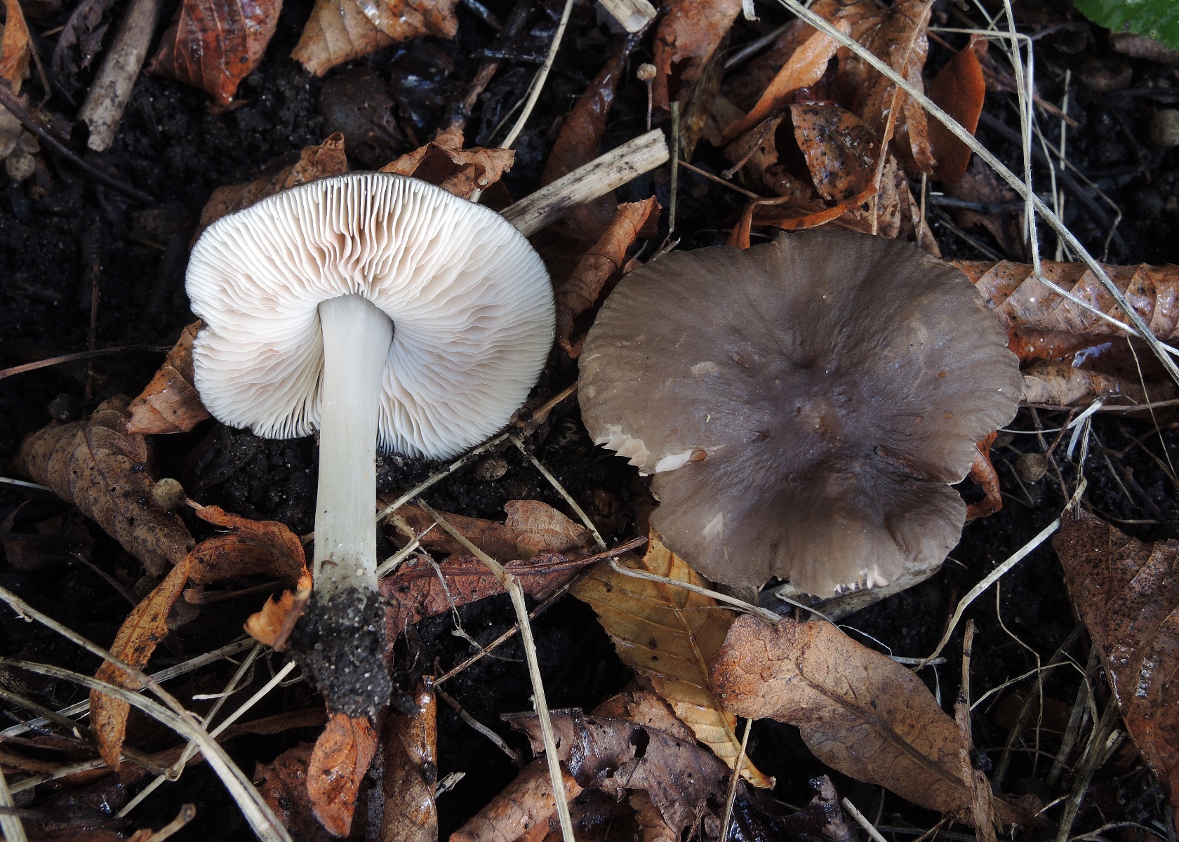 Pluteus cinereofuscus