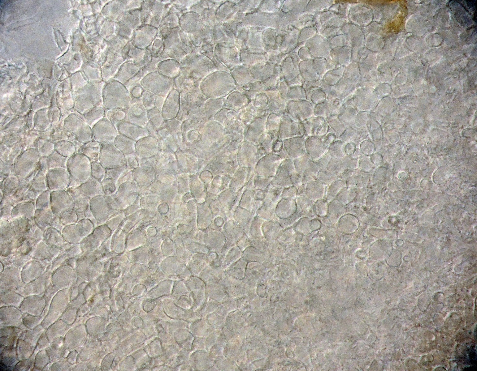 Phaeohelotium geogenum