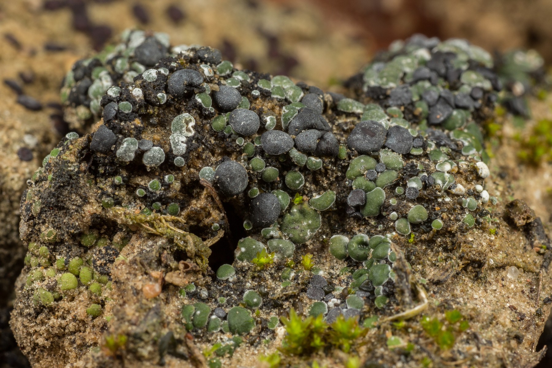 Toninia sedifolia