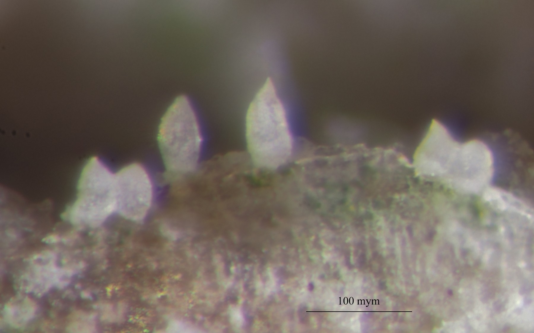 Jamesiella anastomosans