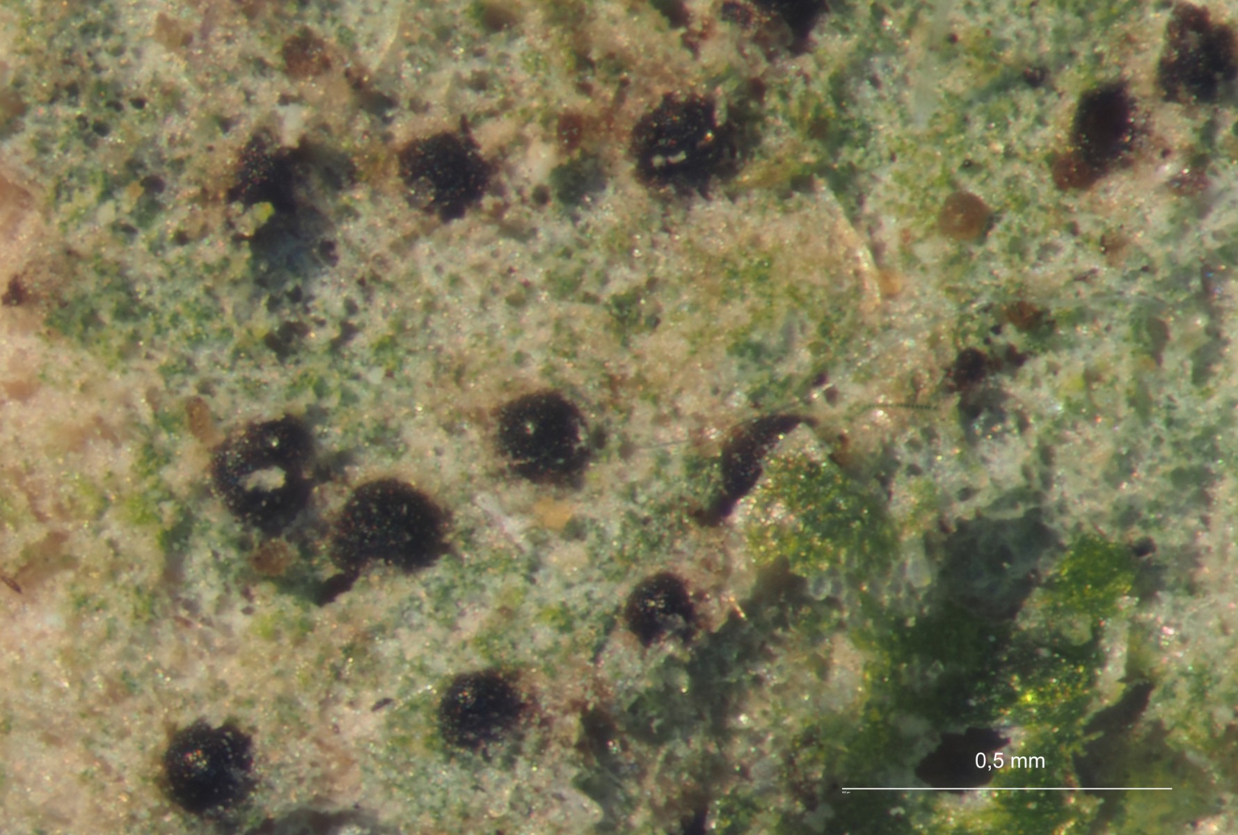 Anisomeridium biforme