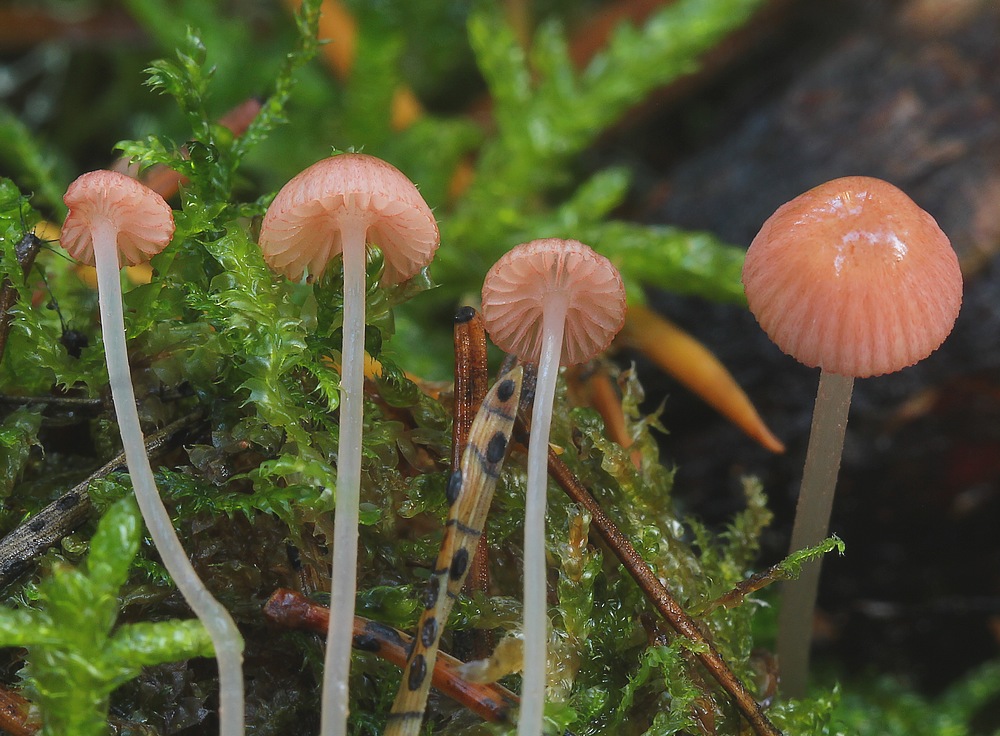 Mycena rosella