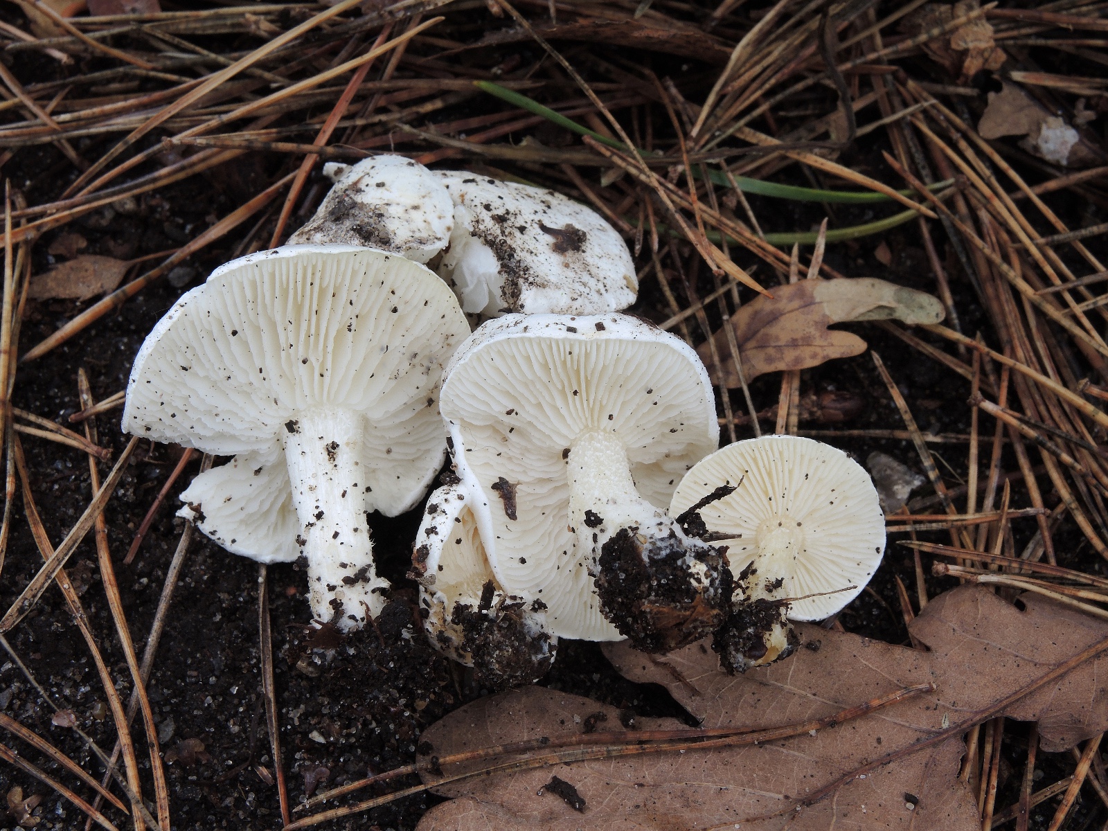 Tricholomella constricta