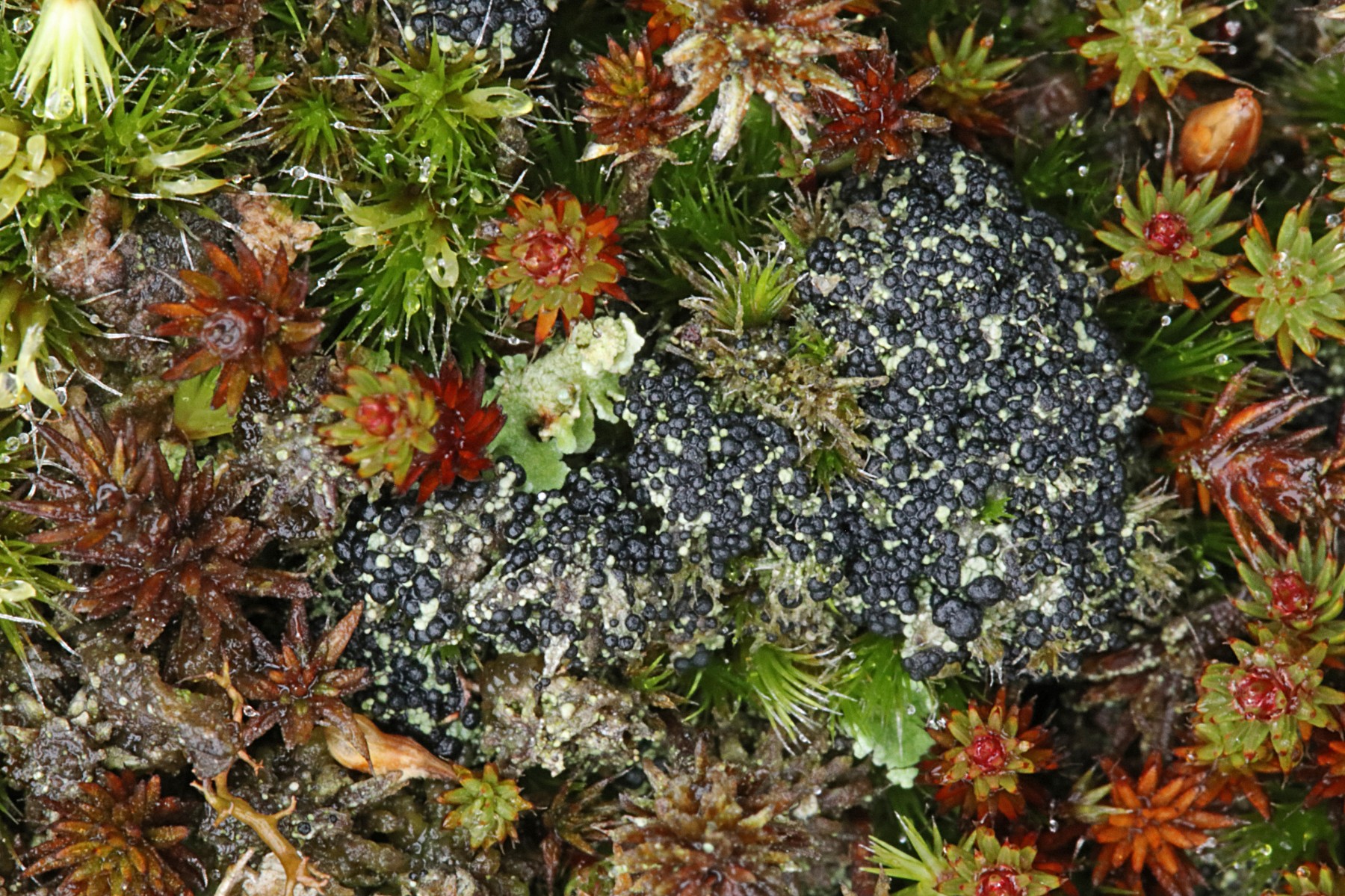 Micarea lignaria