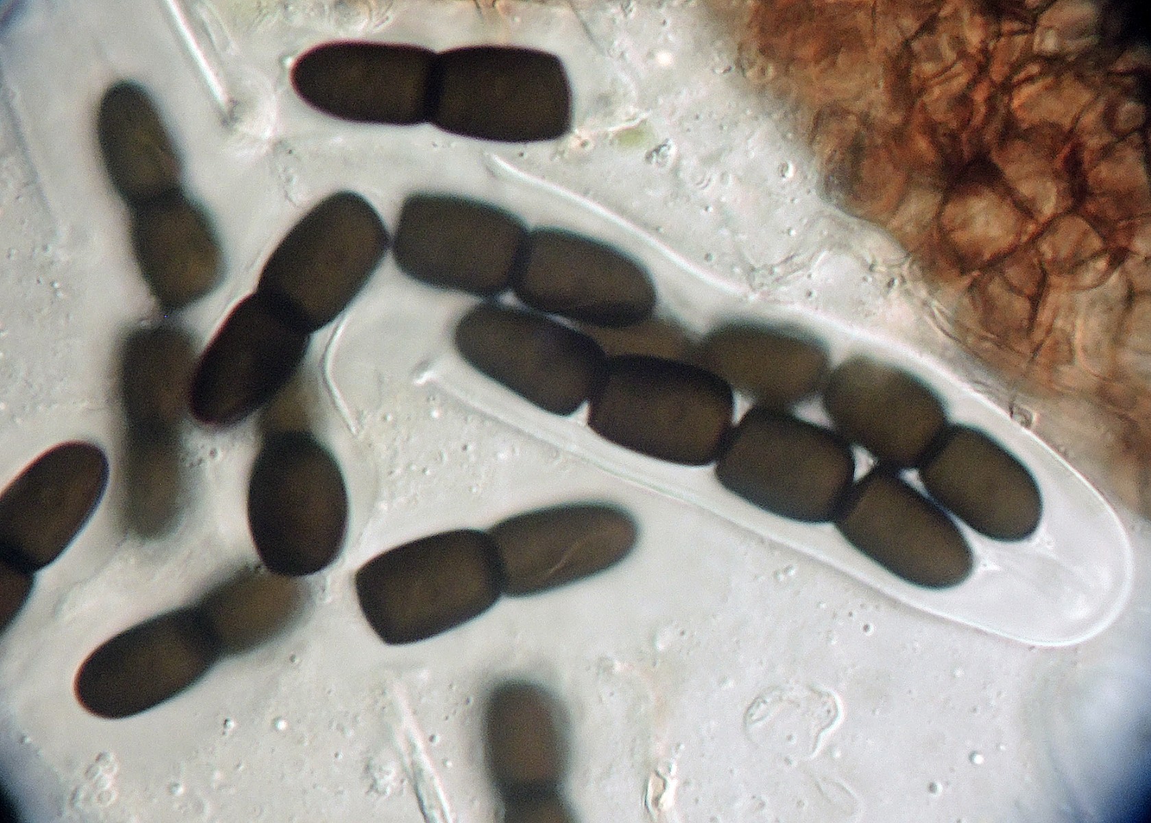 Sporormiella intermedia