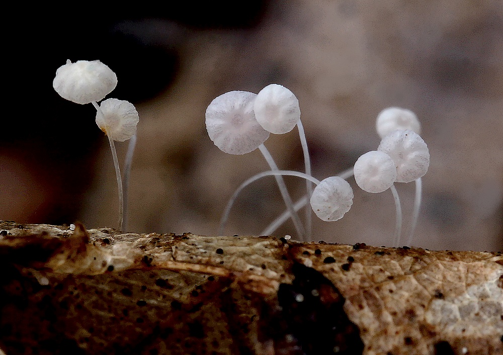 Mycena smithiana