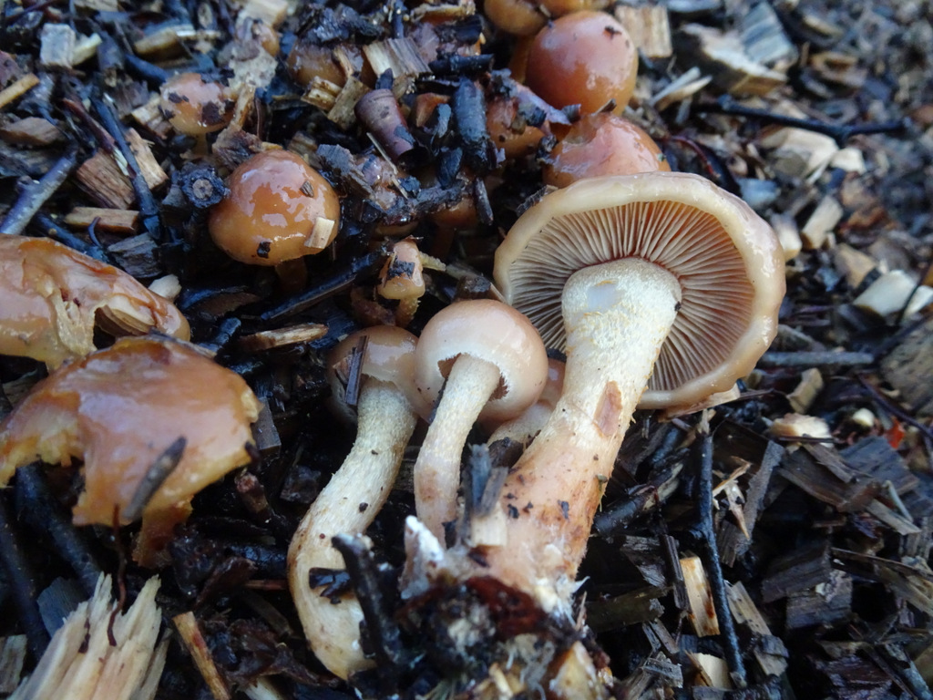 Pholiota mixta