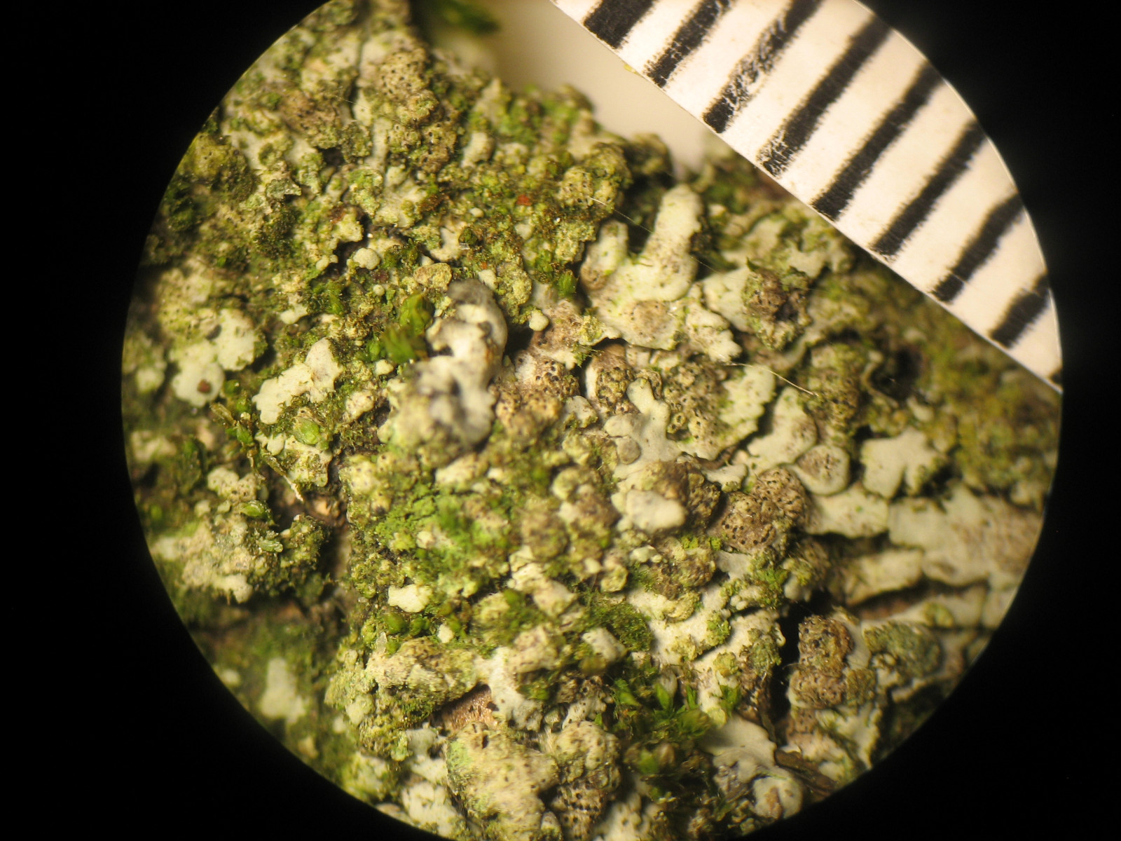 Lichenochora obscuroides