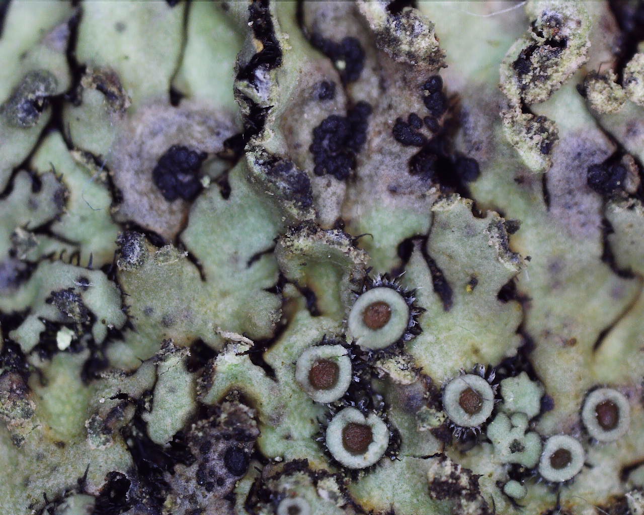 Arthonia phaeophysciae