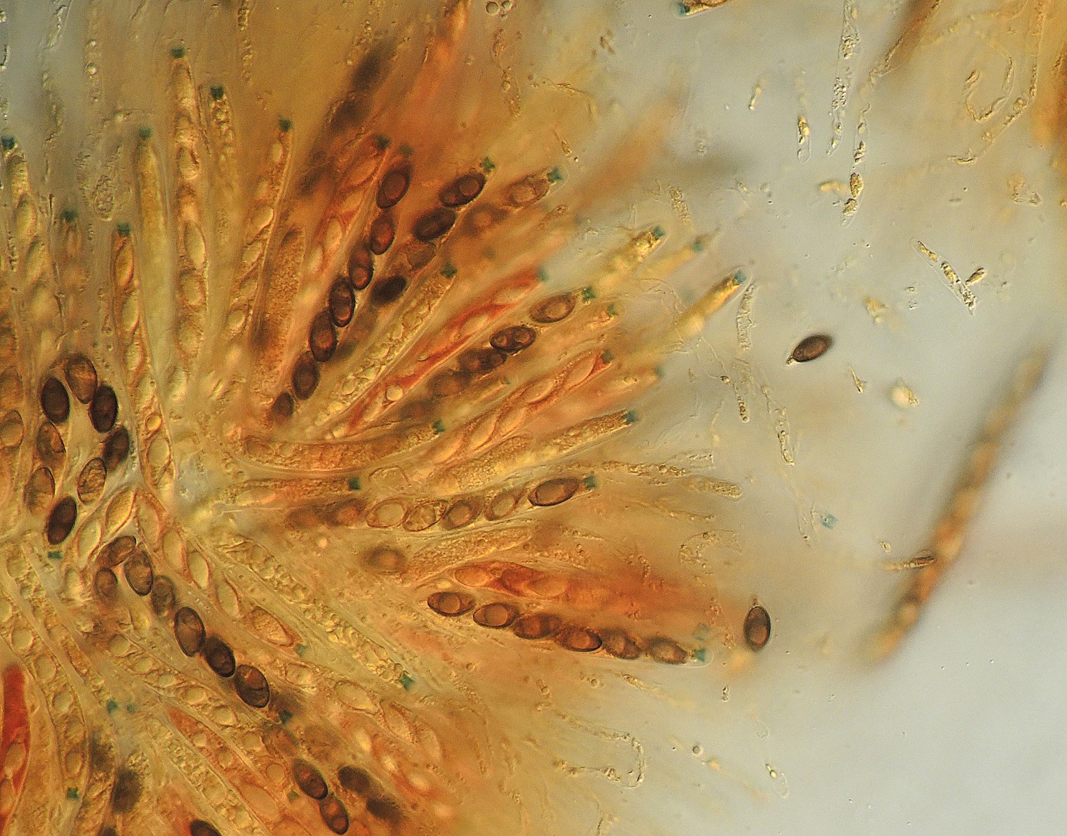 Anthostomella phaeosticta