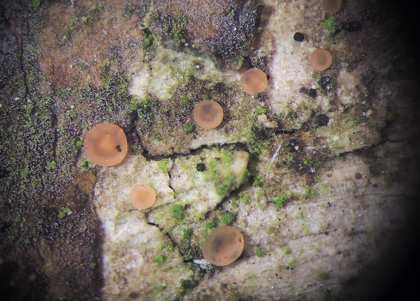 Orbilia eucalypti