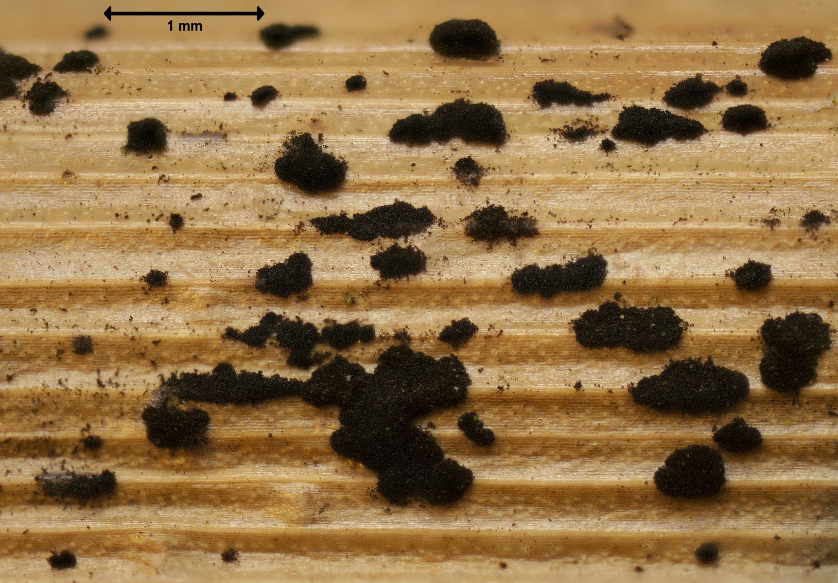 Physalospora scirpi