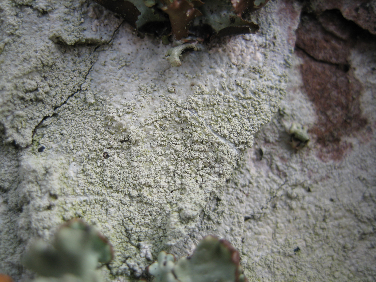 Ochrolechia microstictoides