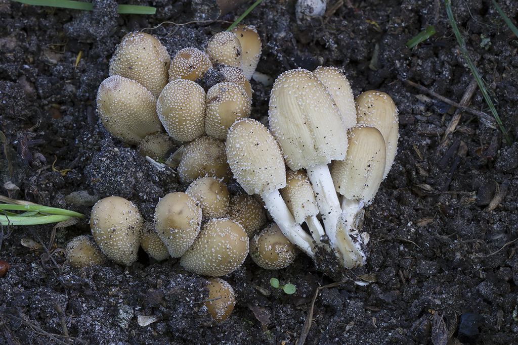 Coprinellus saccharinus