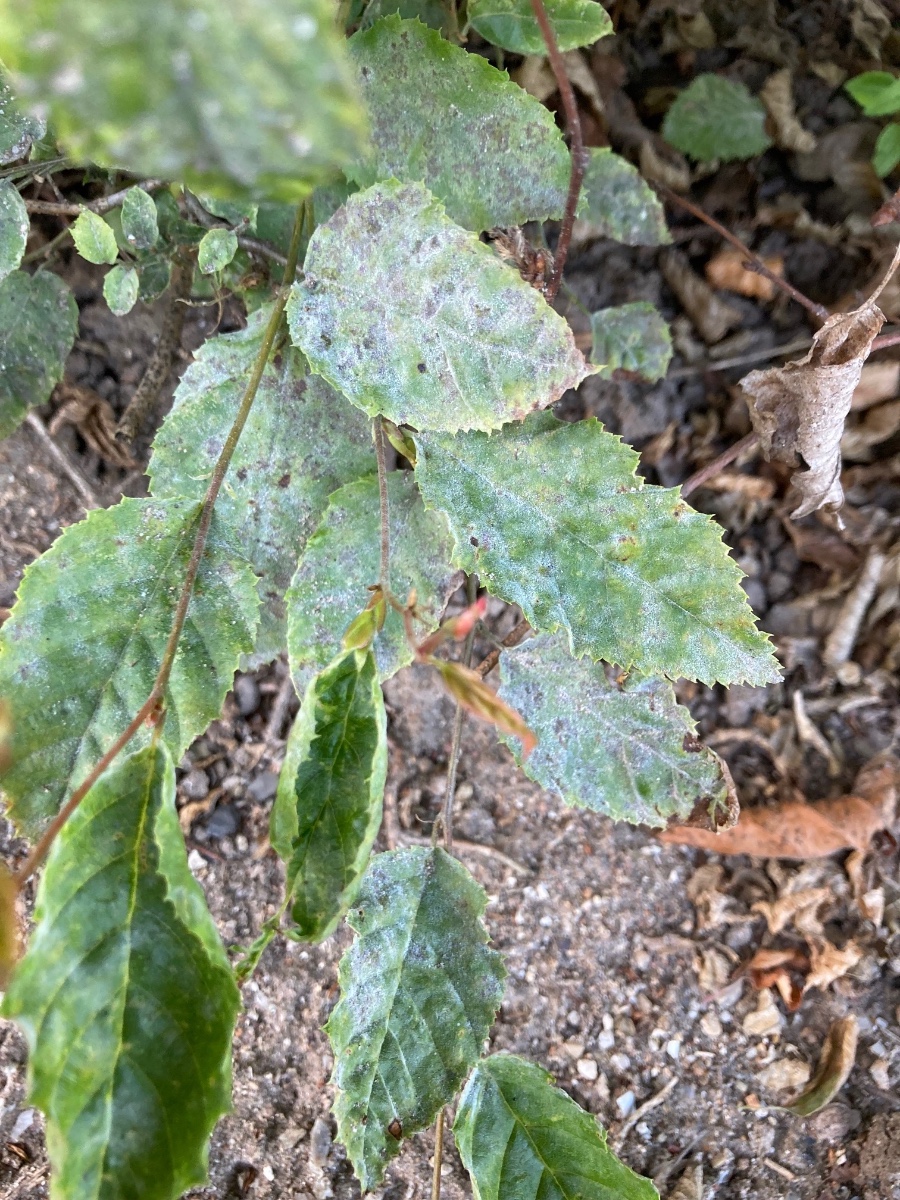 Erysiphe arcuata