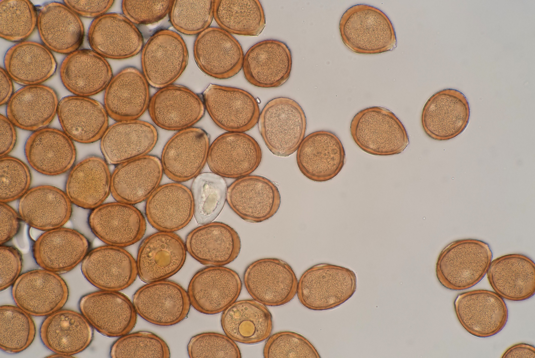 Puccinia angelicae