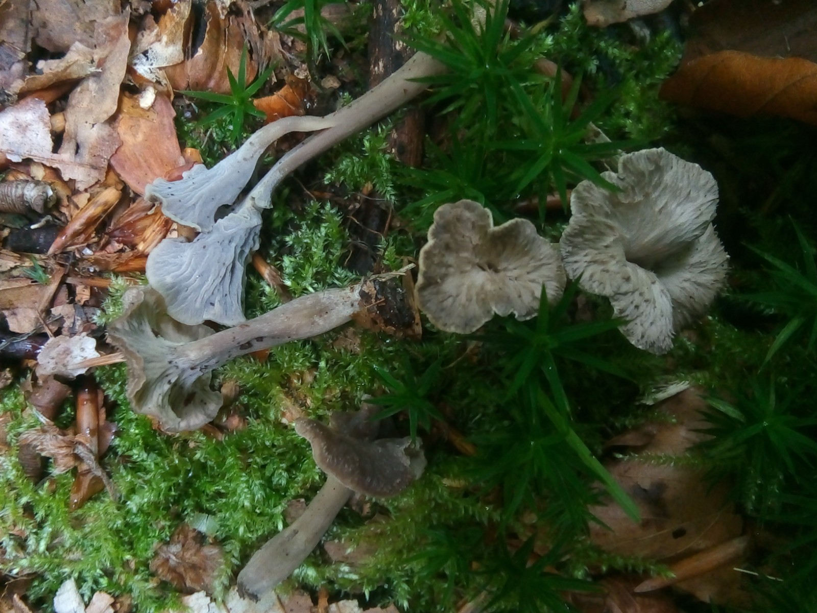 Pseudocraterellus Undulatus (Pers.) Rauschert