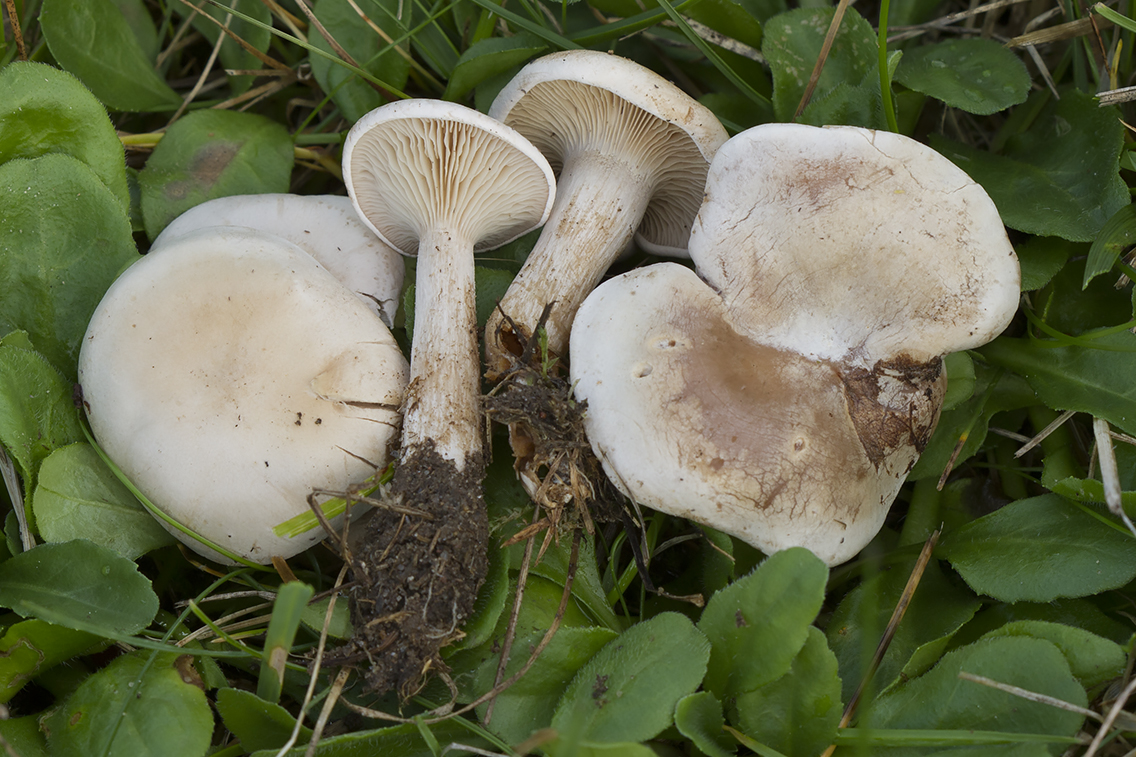 Clitocybe dealbata
