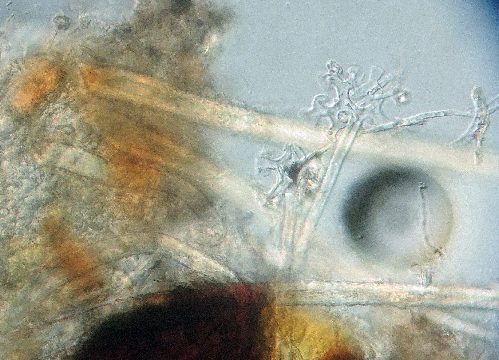 Erysiphe azaleae