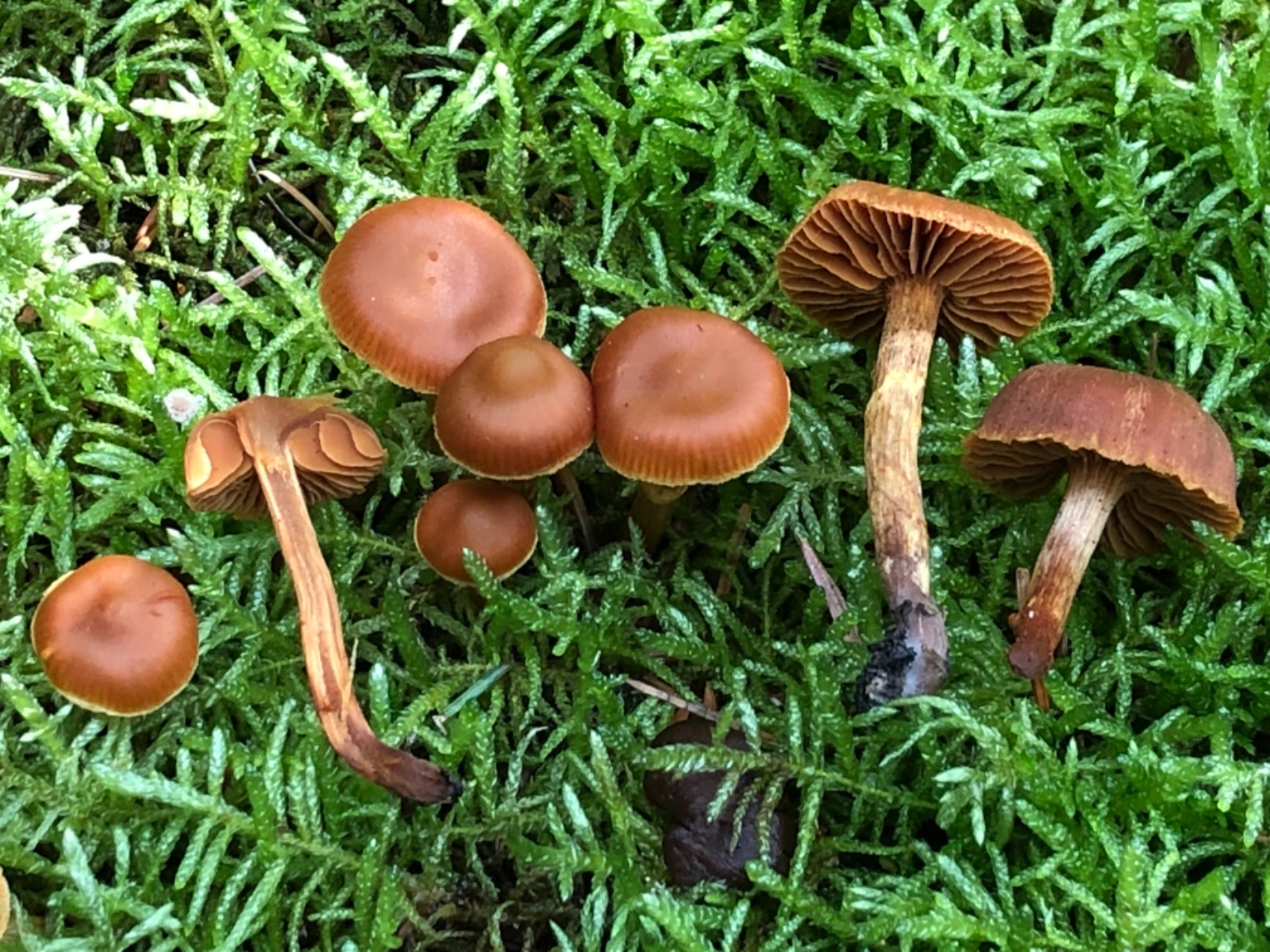 Cortinarius gentilis