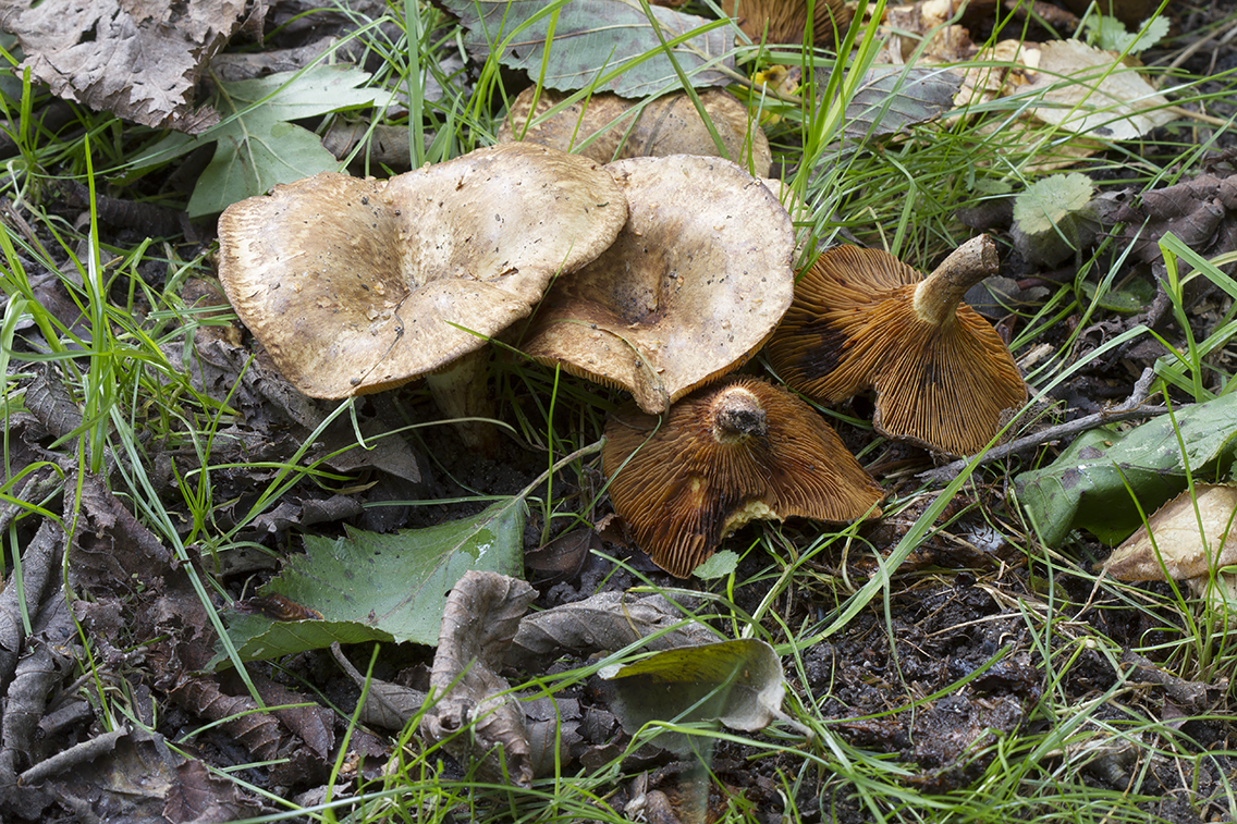 Paxillus rubicundulus