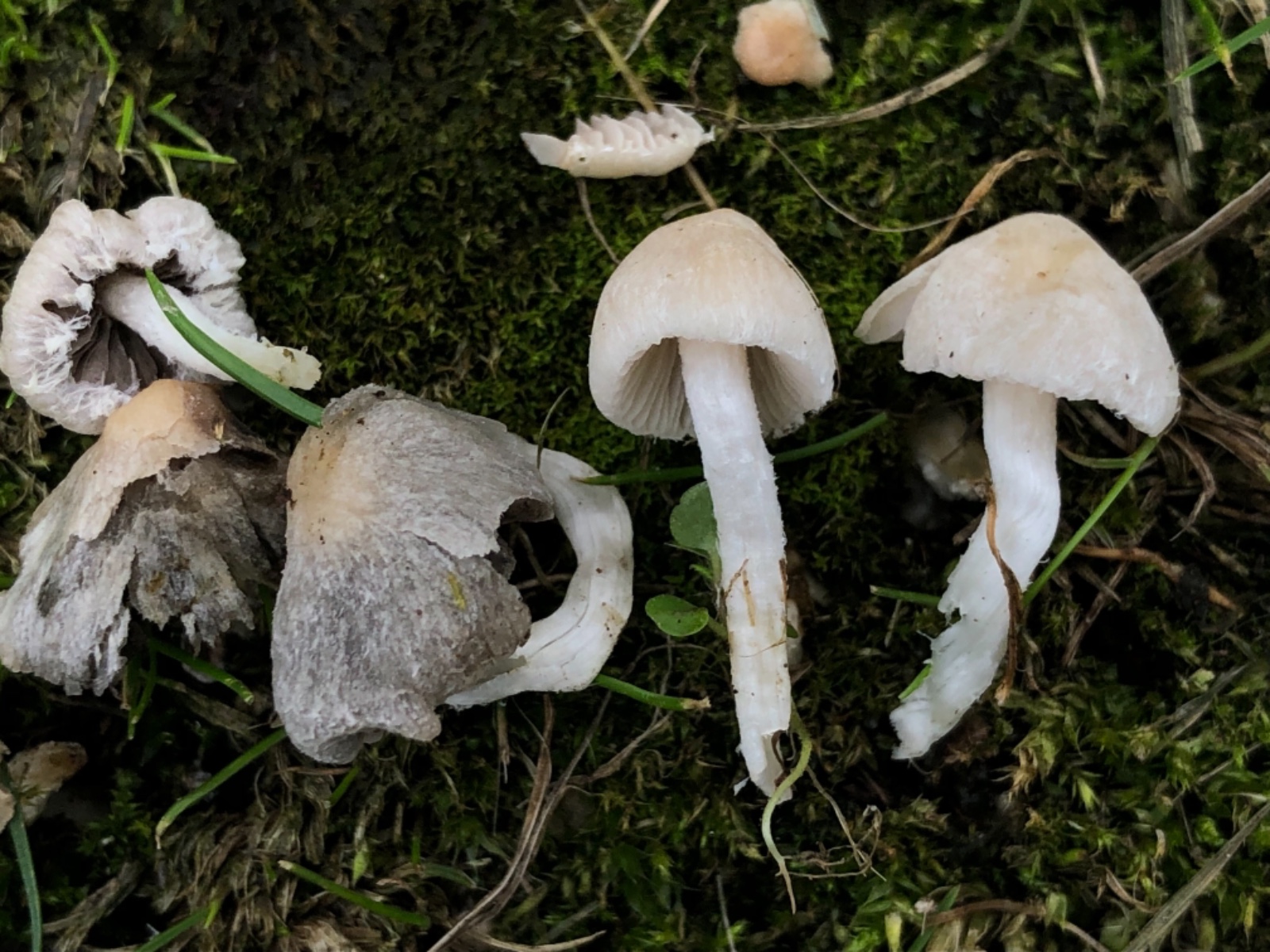 Psathyrella gordonii