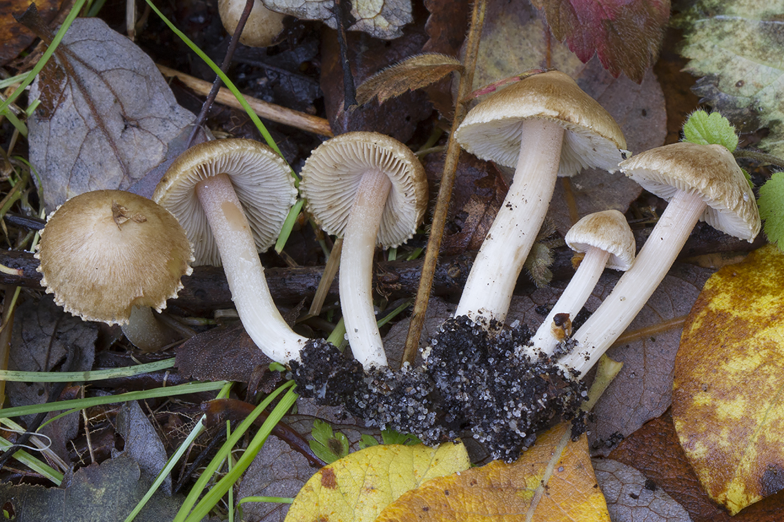Inocybe ochroalba