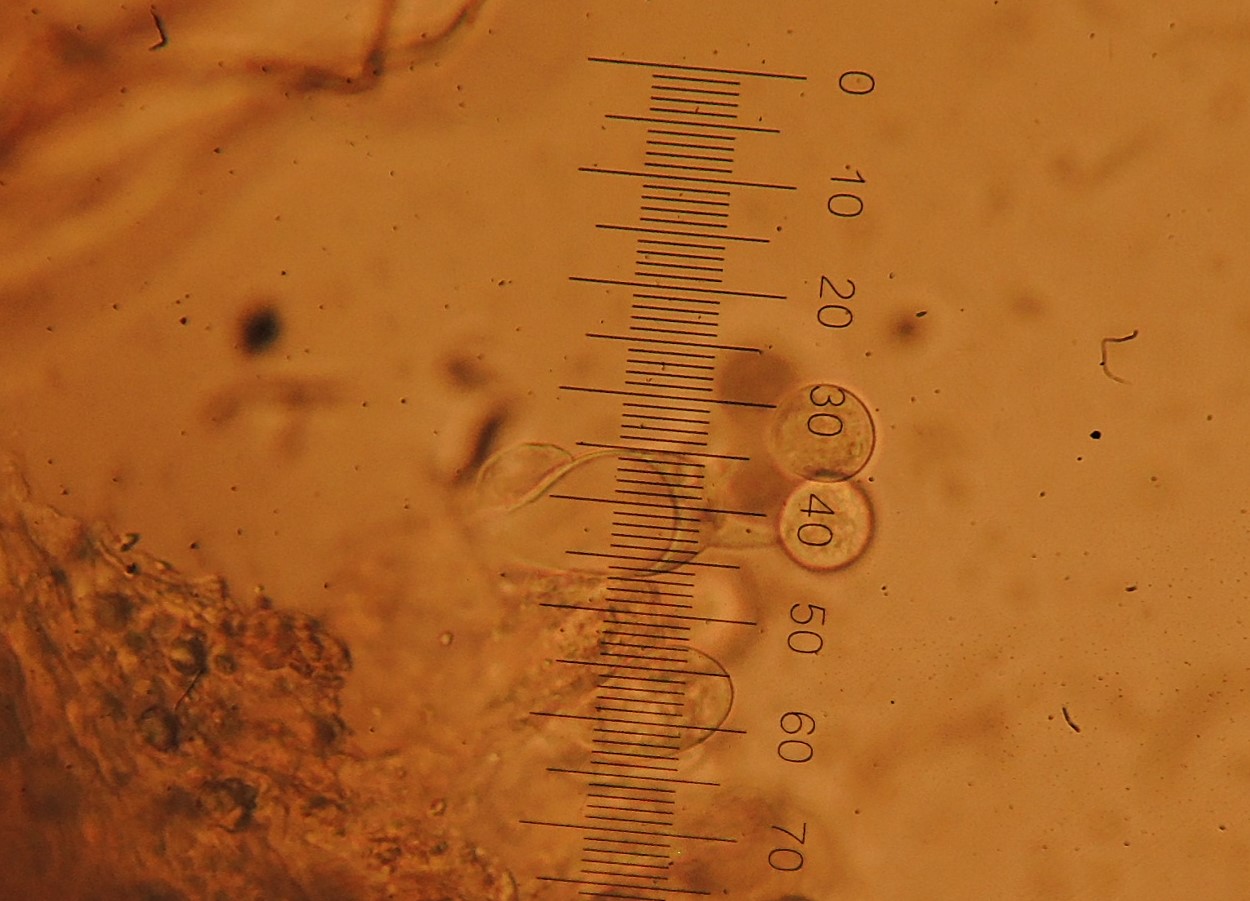 Cyphella ferruginea