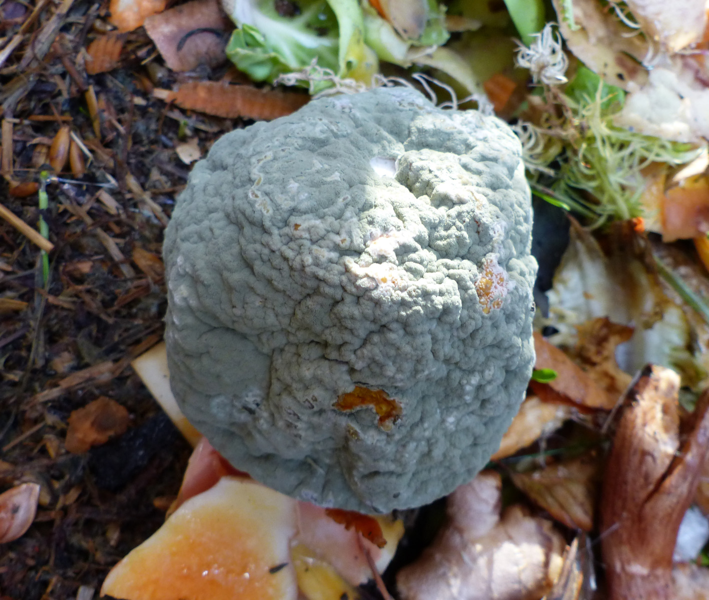 Penicillium digitatum