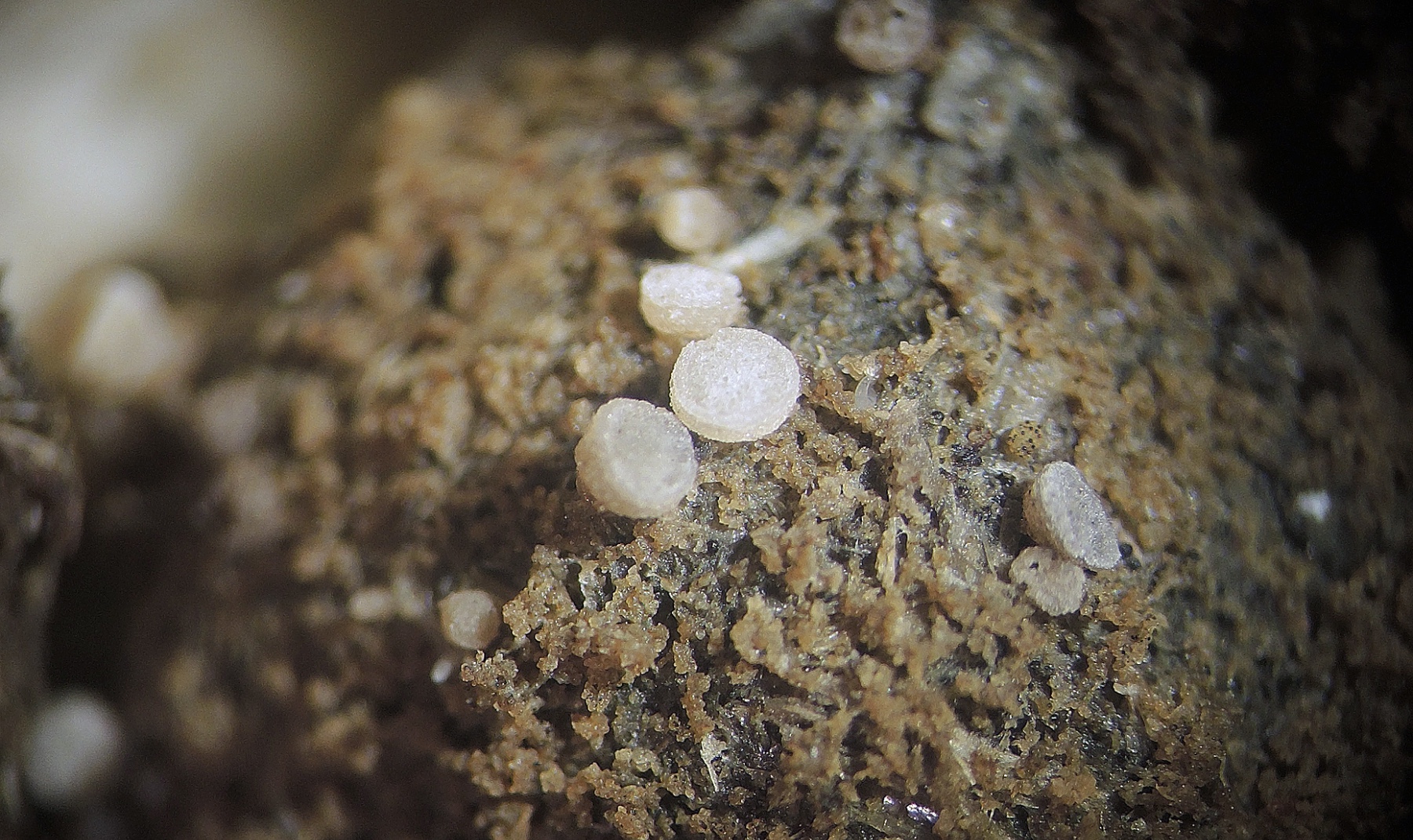 Thecotheus holmskioldii