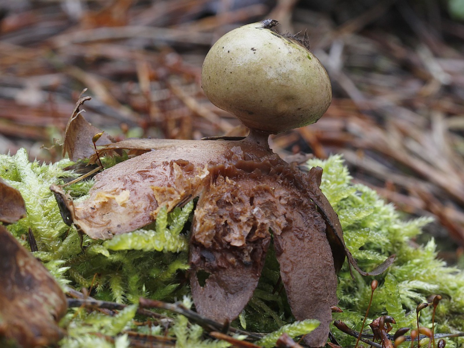 Geastrum rufescens