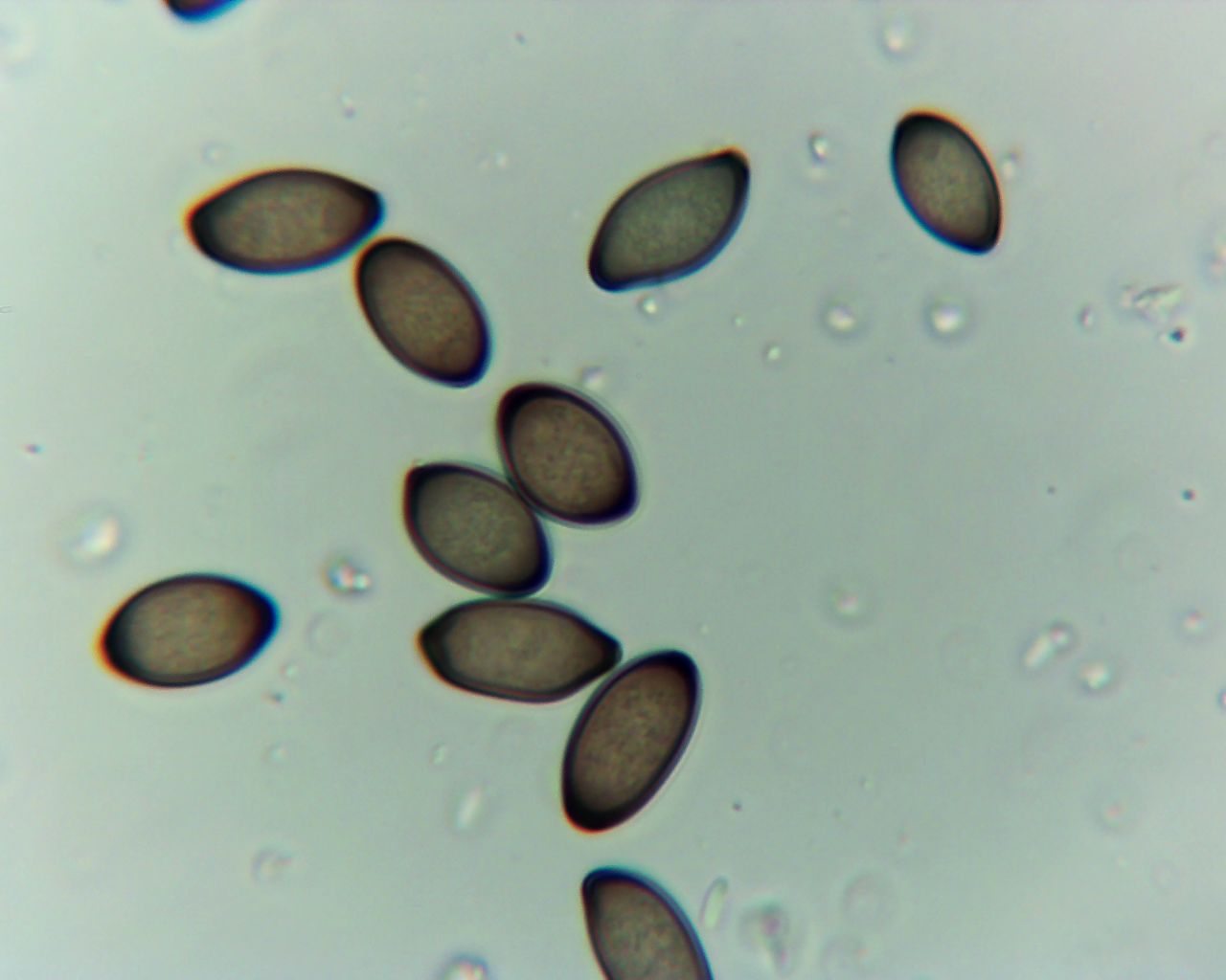 Melanconis stilbostoma