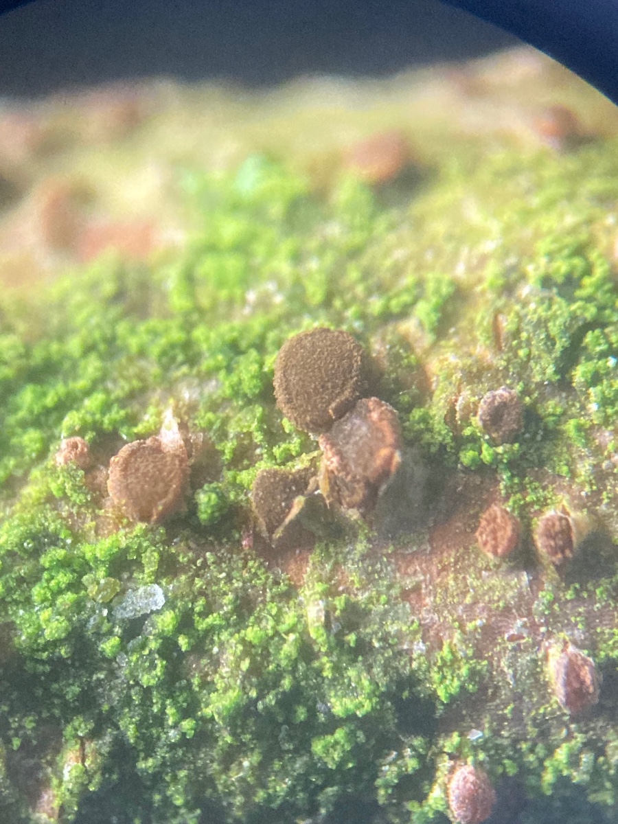 Pezicula sepium