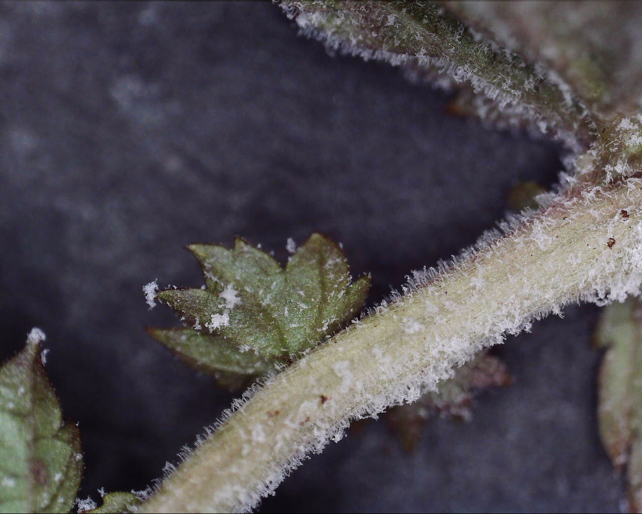 Podosphaera filipendulae (Z.Y.Zhao) T.Z.Liu & U.Braun